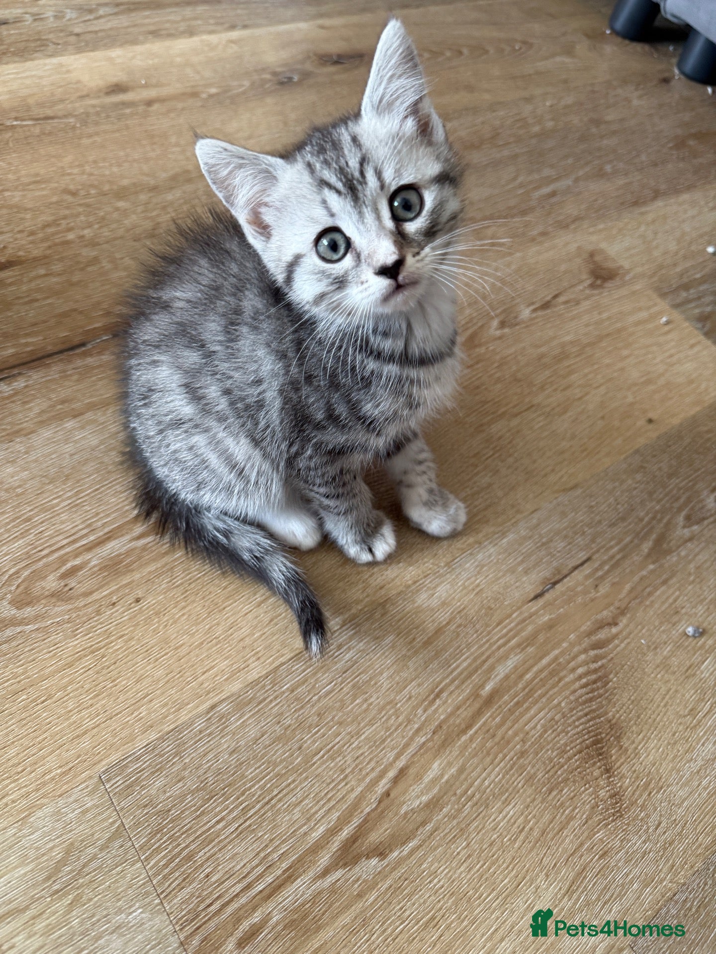 Persian cats Persian silver kittens 🩷 2 left ready to go! - Advert 2