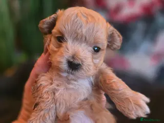 Maltipoo dogs Beautiful F1 maltipoo looking forever home ❤️🐶 - Advert 4