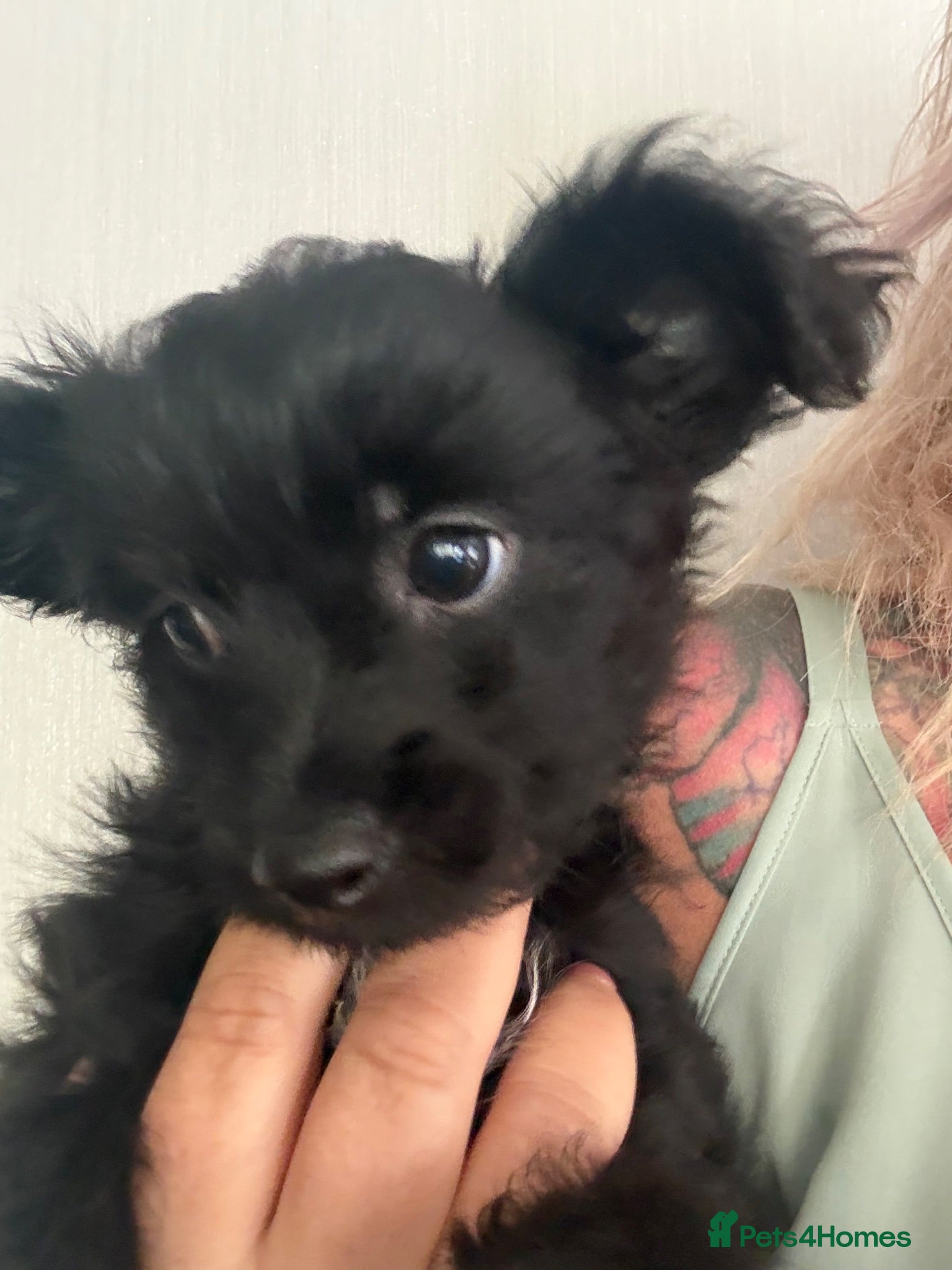 Mixed Breed dogs 2 male yorkiepoos reduced ready now  - Advert 16