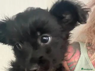 Mixed Breed dogs 2 male yorkiepoos reduced ready now - Advert 16