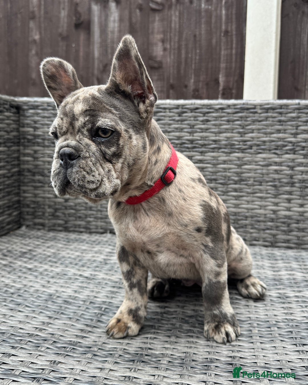 French Bulldog dogs for sale: French Bulldog Puppies with 3 Vaccines Included in Walton-on-Thames - Image 19