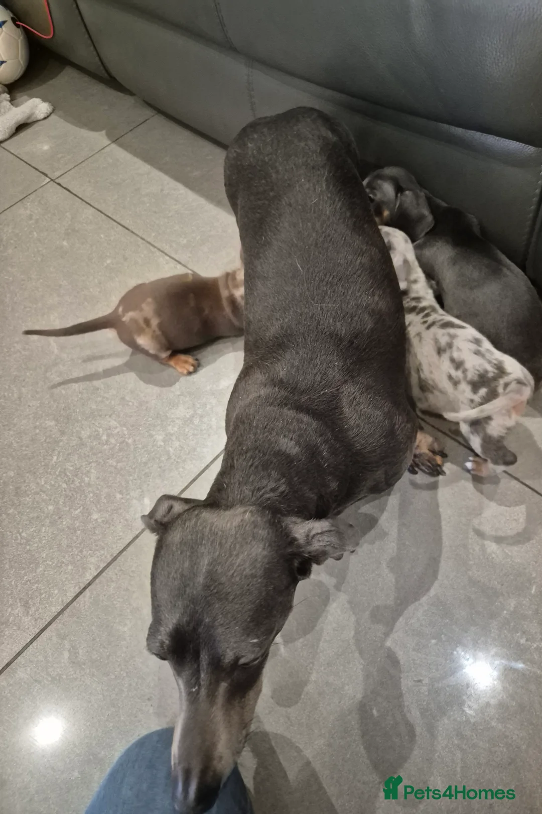 Miniature Dachshund dogs for sale: KC Dachshund Boys - Ready Now - Advert 16