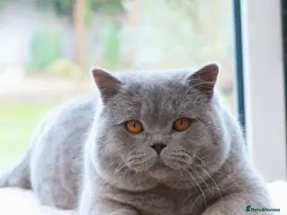 British Shorthair cats Aurabeau Cats is expecting Kittens - Advert 6