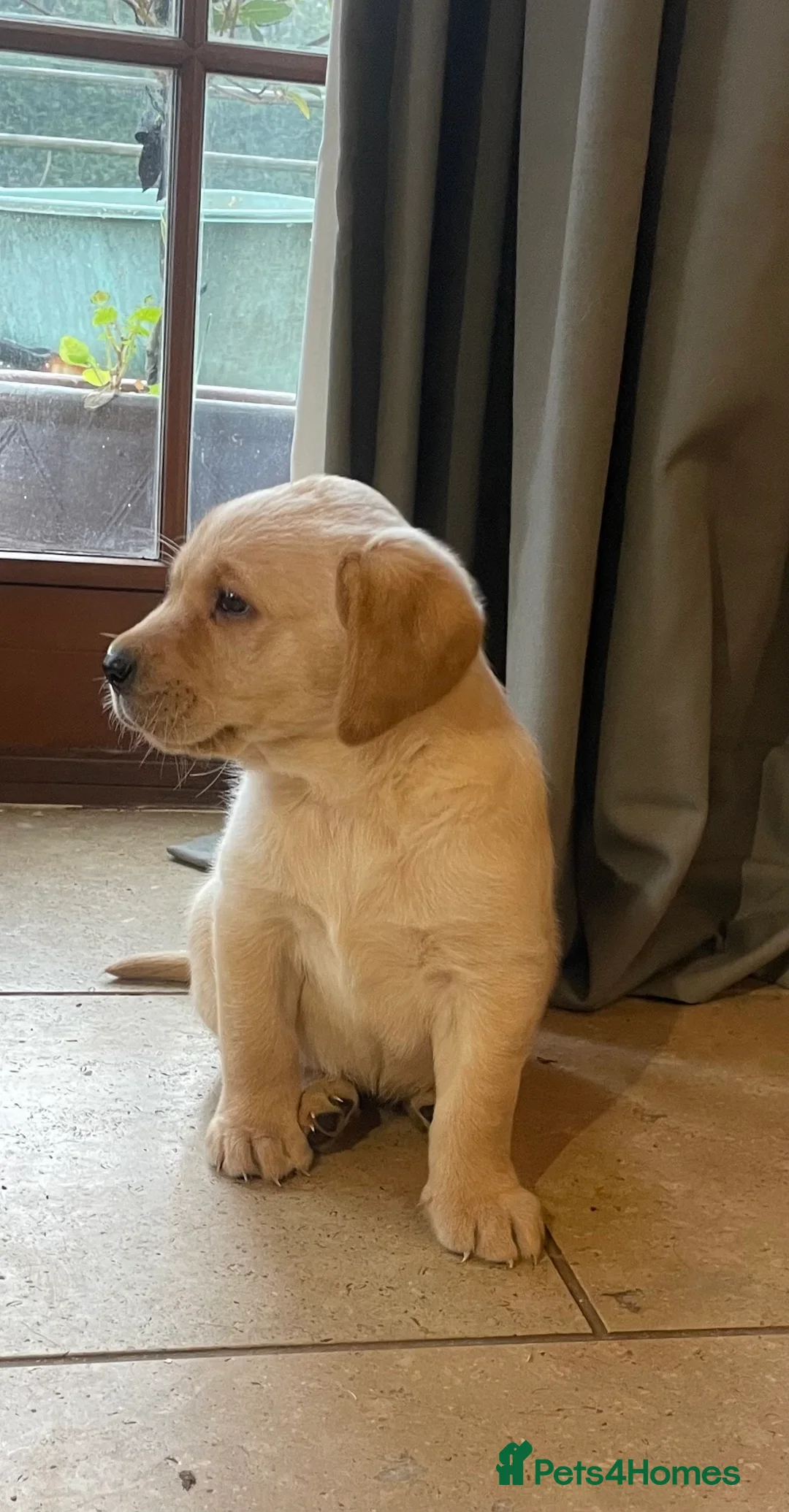 Labrador Retriever dogs for sale: Yellow Labrador puppies - Advert 9