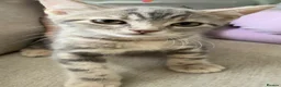 British Shorthair cats for sale: Beemer, Grey ‘Blue’ British Shorthair Male Kitten - Advert 2