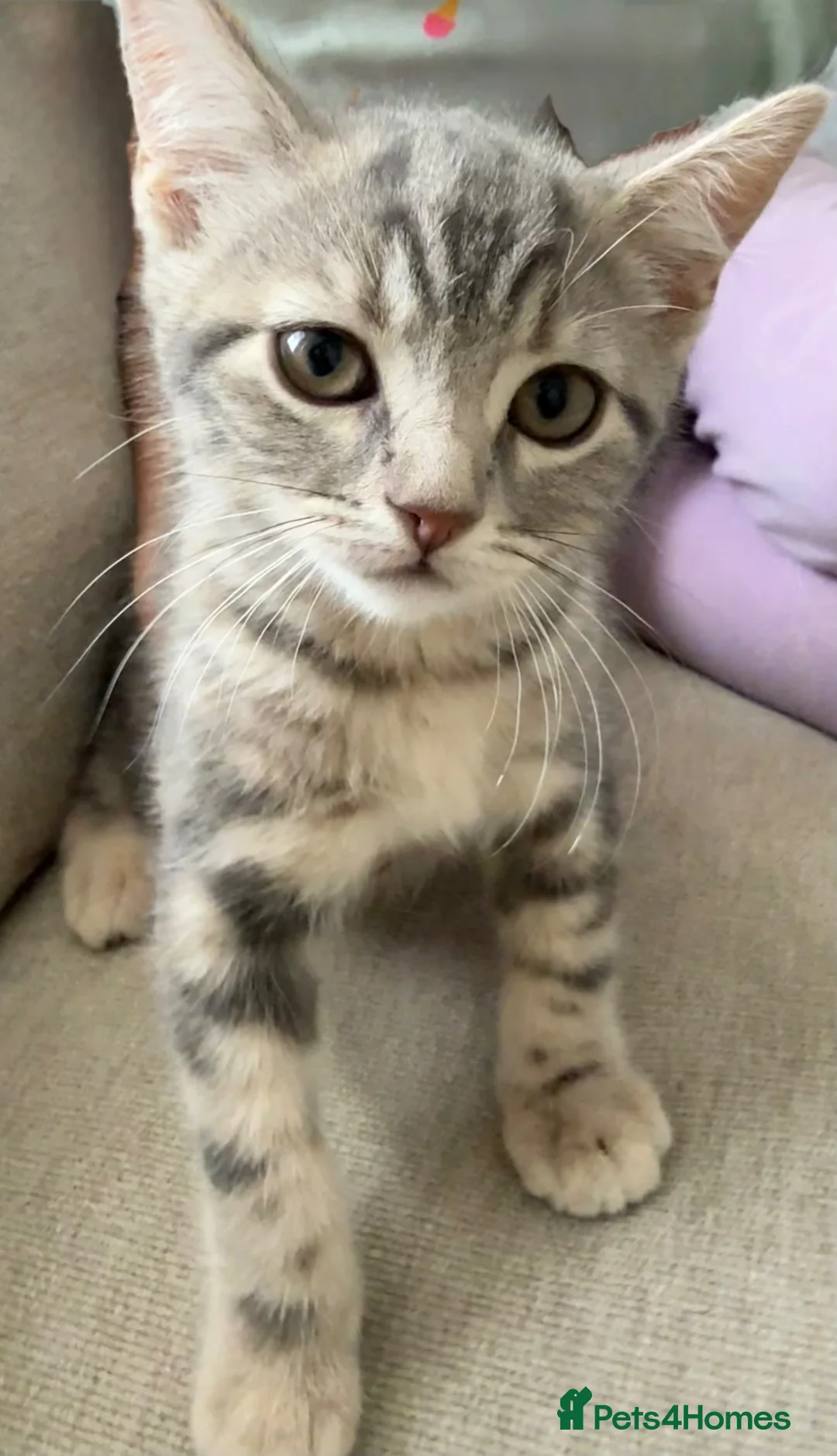 British Shorthair cats for sale: Beemer, Grey ‘Blue’ British Shorthair Male Kitten - Advert 2