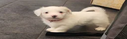 Bichon Frise dogs for sale: Bichon maltese mini - Advert 2