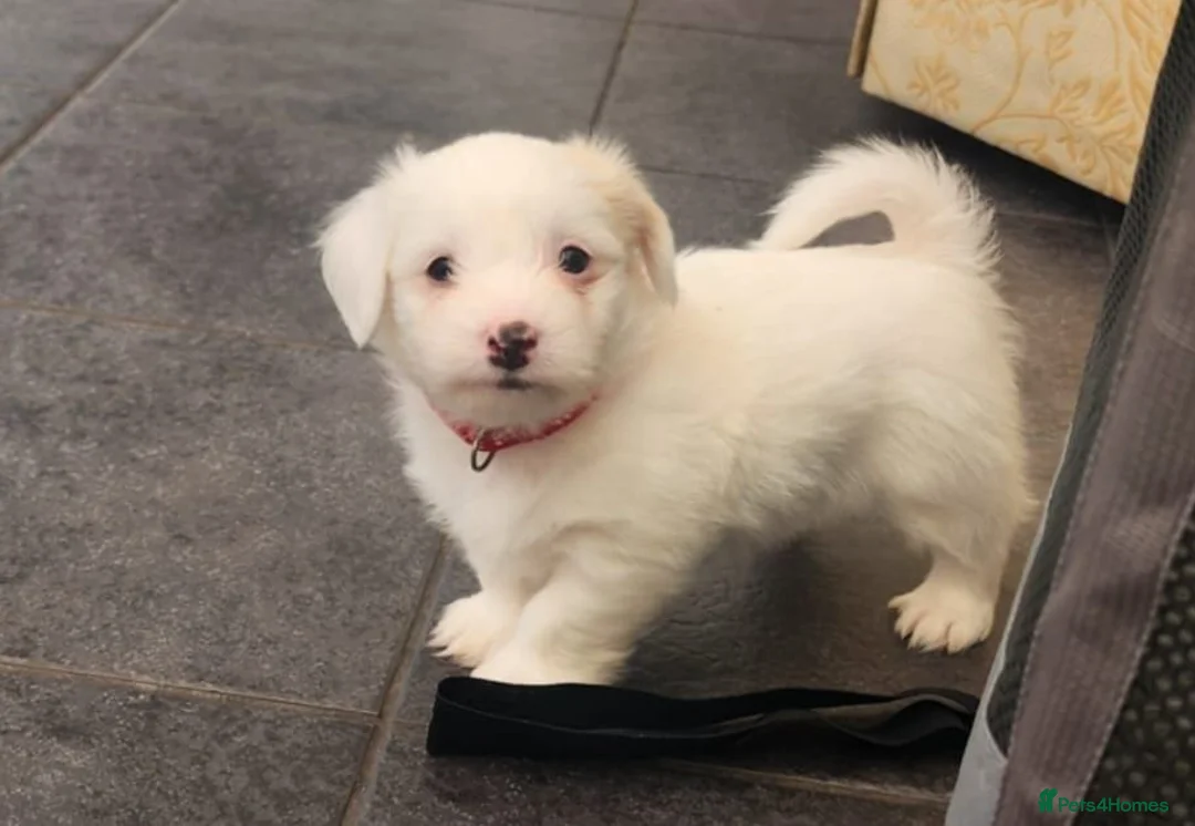 Bichon Frise dogs for sale: Bichon maltese mini - Advert 2