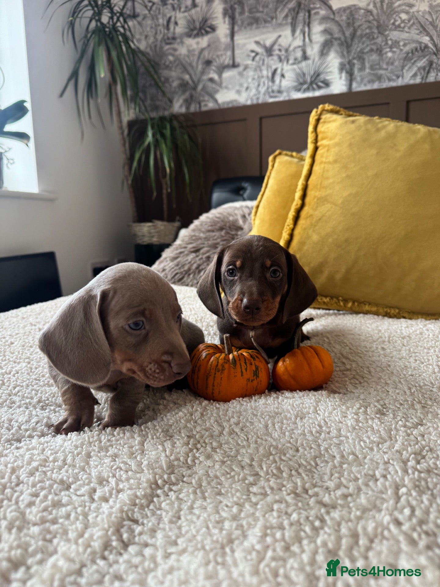 Miniature Dachshund dogs for sale: 3 boys Miniature Dachshund for sale!   - Advert 4