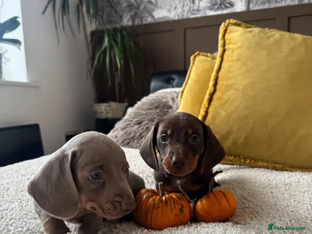 Miniature Dachshund dogs for sale: 3 boys Miniature Dachshund for sale! - Advert 4