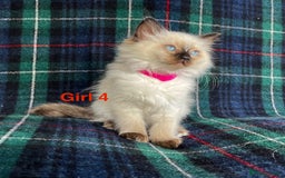 Ragdoll cats for sale: Ragdoll Kitten GCCF, ready now. - Image 13