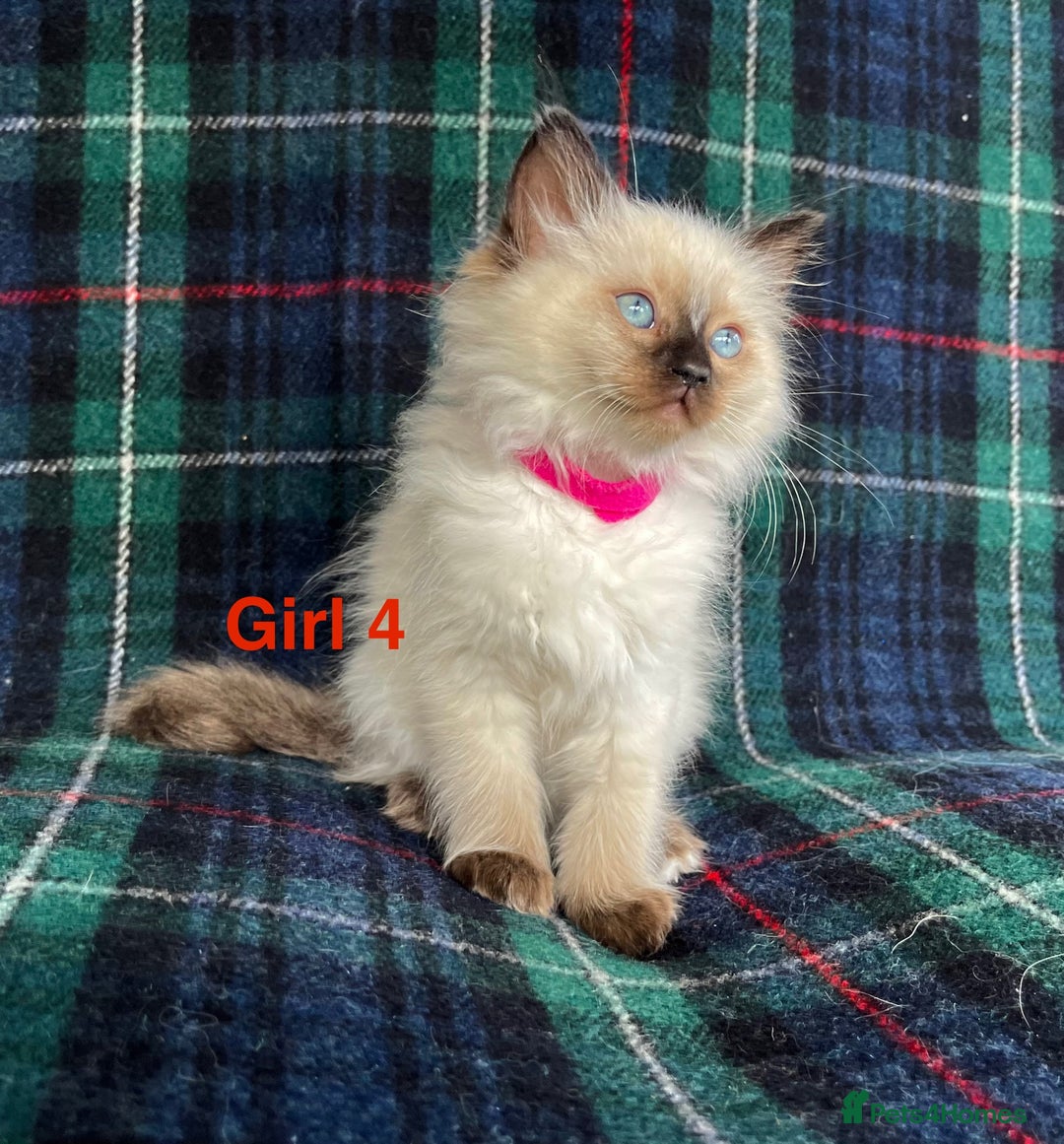 Ragdoll cats for sale: Ragdoll Kitten GCCF, ready now. - Image 13