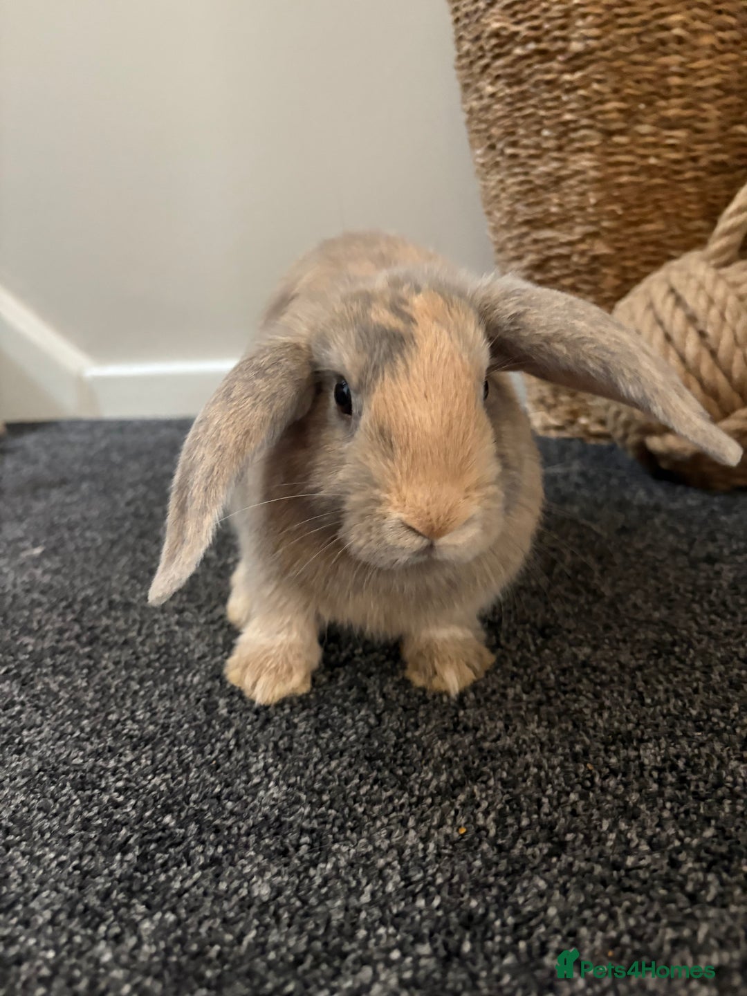Mini Lop rabbits for sale: Minilop Rabbits - Image 5
