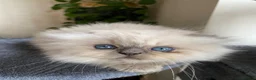 Scottish Fold cats for sale: Scottish folds  - Advert 9