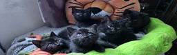 Scottish Fold cats for stud: We have 5 adorable kittens for sale  in Darlington - Advert 9