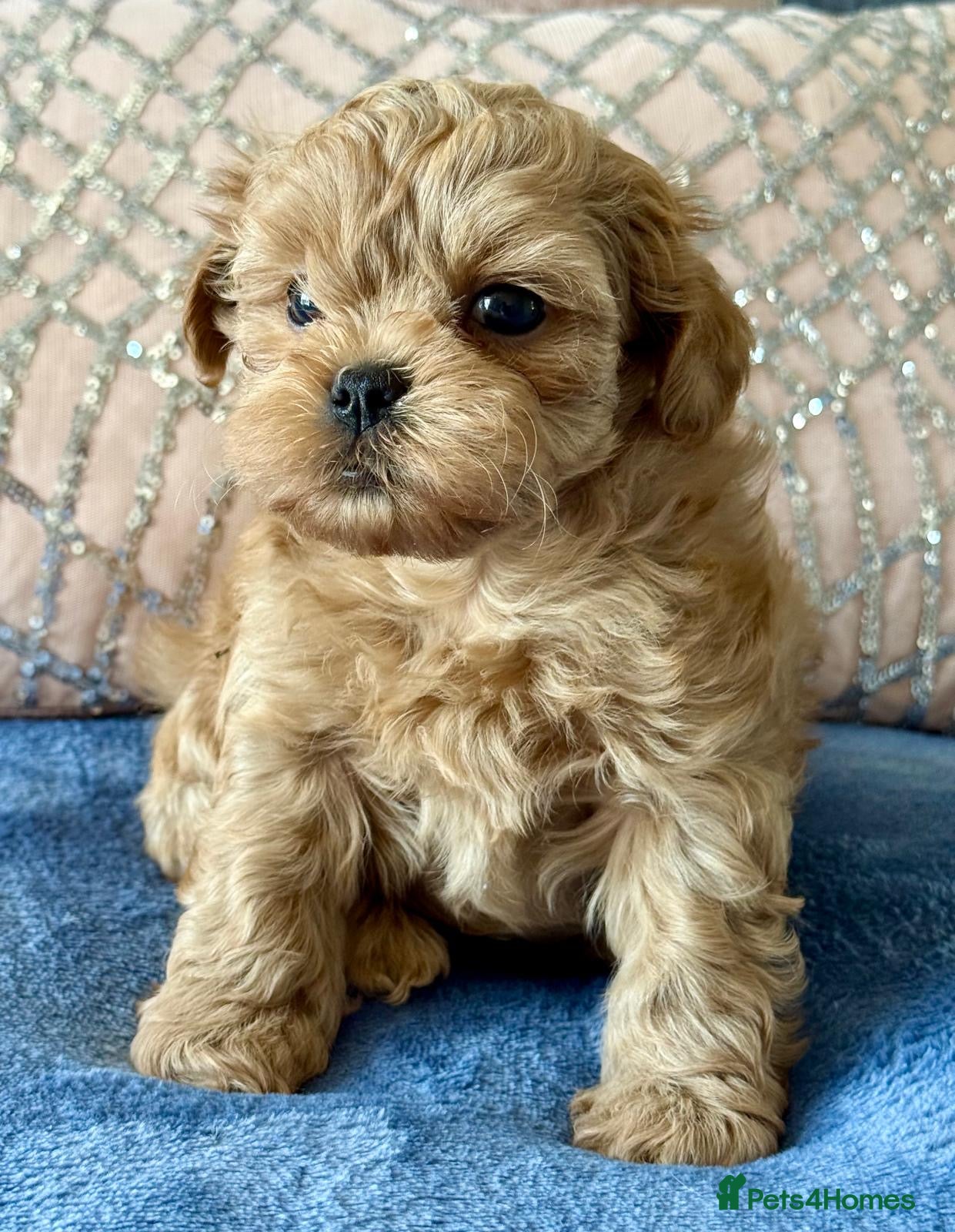 Shihpoo dogs Asian Shih Poo puppies - Advert 1