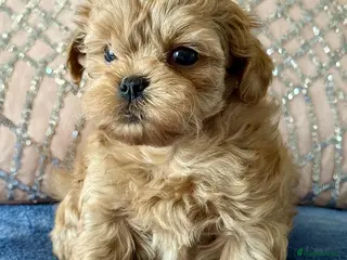 Shihpoo dogs Asian Shih Poo puppies - Advert 1