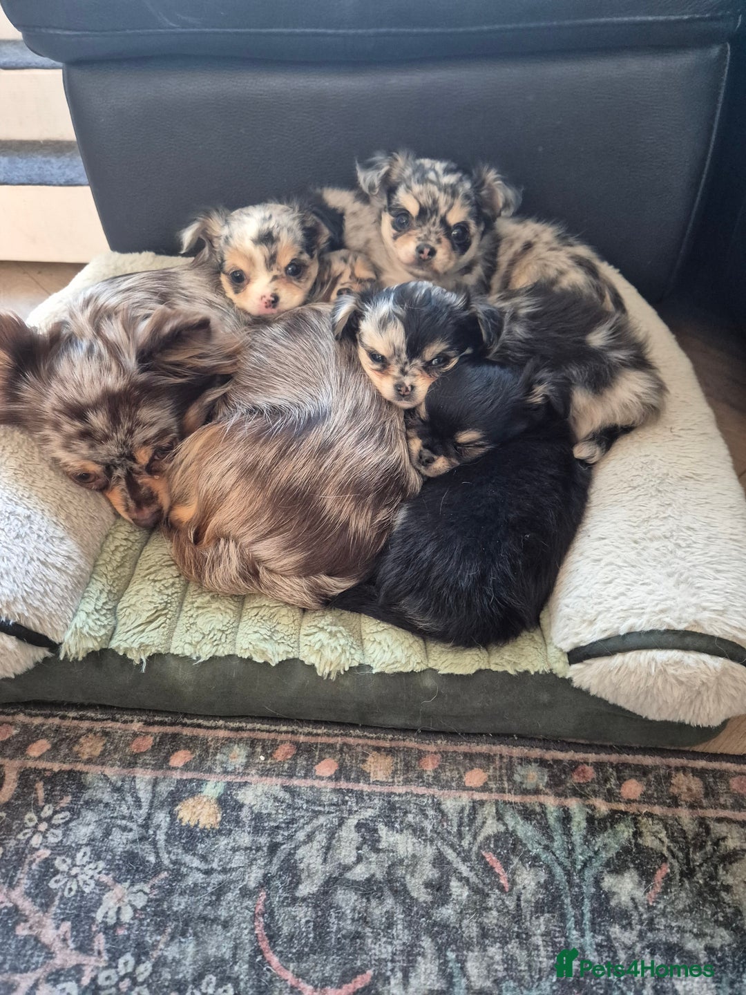 Chihuahua dogs for sale: Chihuahua Females - Merle - Image 10