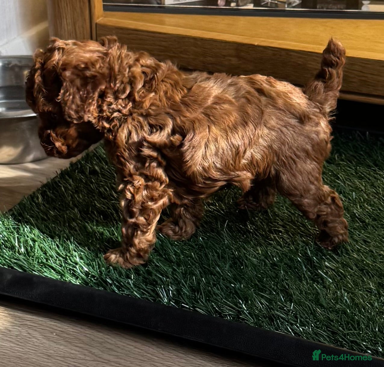 Toy Poodle dogs for sale: Asian Poodle Puppies WAITING LIST OPEN - Advert 14