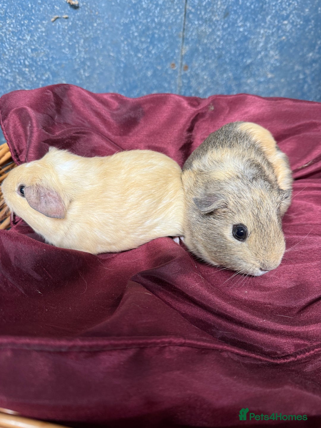 Guinea Pig rodents for sale: Adorable baby Guinea Pigs for loving homes  - Image 3