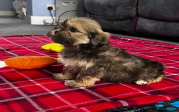 Lhasa Apso dogs for sale: KC Registered Lhasa Apso boy puppy - Image 10
