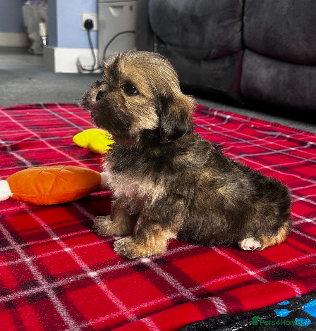 Lhasa Apso dogs for sale: KC Registered Lhasa Apso boy puppy - Image 10