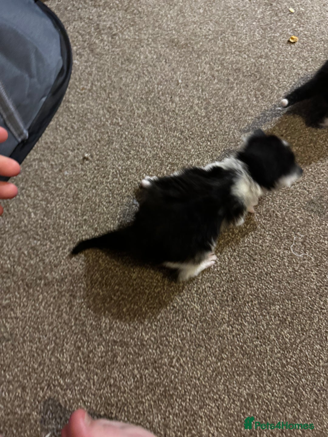 British Longhair cats for sale: Black and white long hair kittens for sale - Advert 4