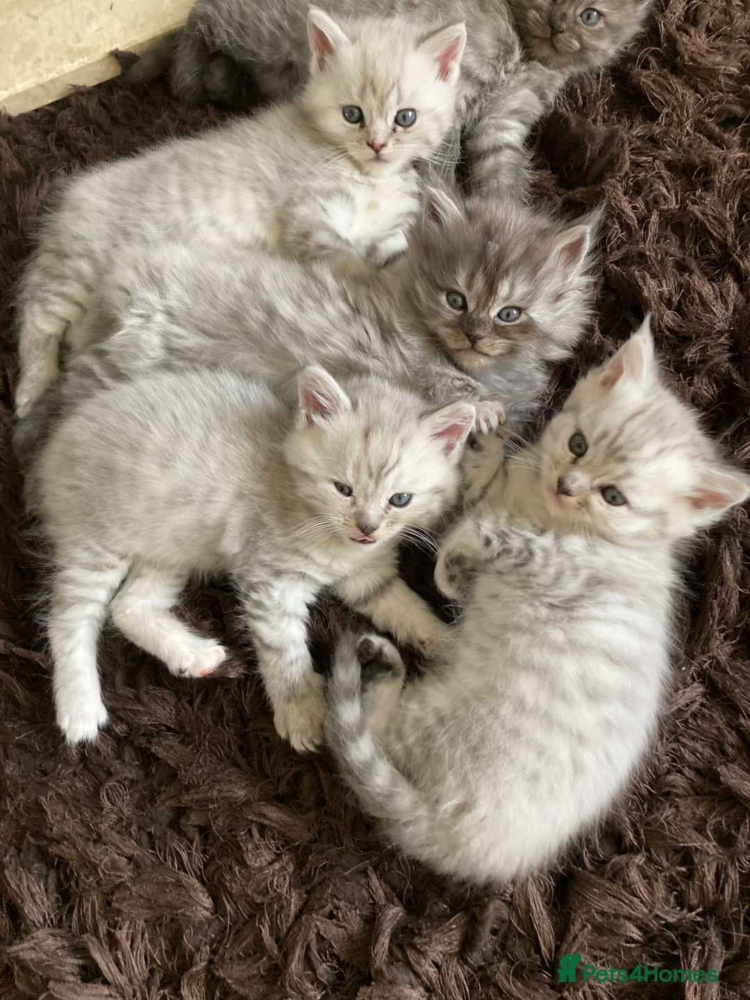 Mixed Breed cats for sale: Exotic person cross,   polish pedigree mane coin - Advert 2