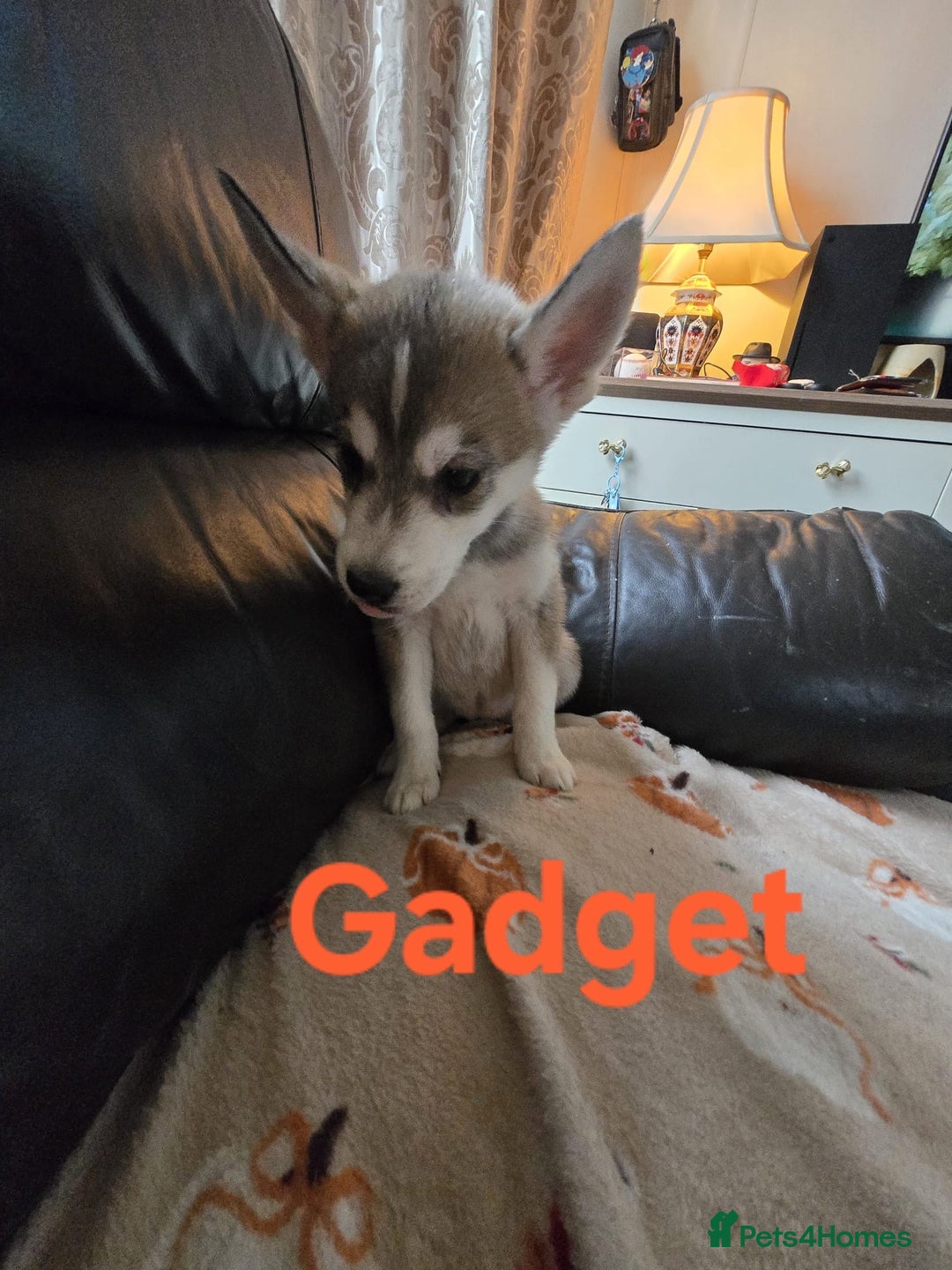 Siberian Husky dogs for sale: BEAUTIFUL SIBERIAN HUSKY PUPPIES WOLF GREY - Image 7