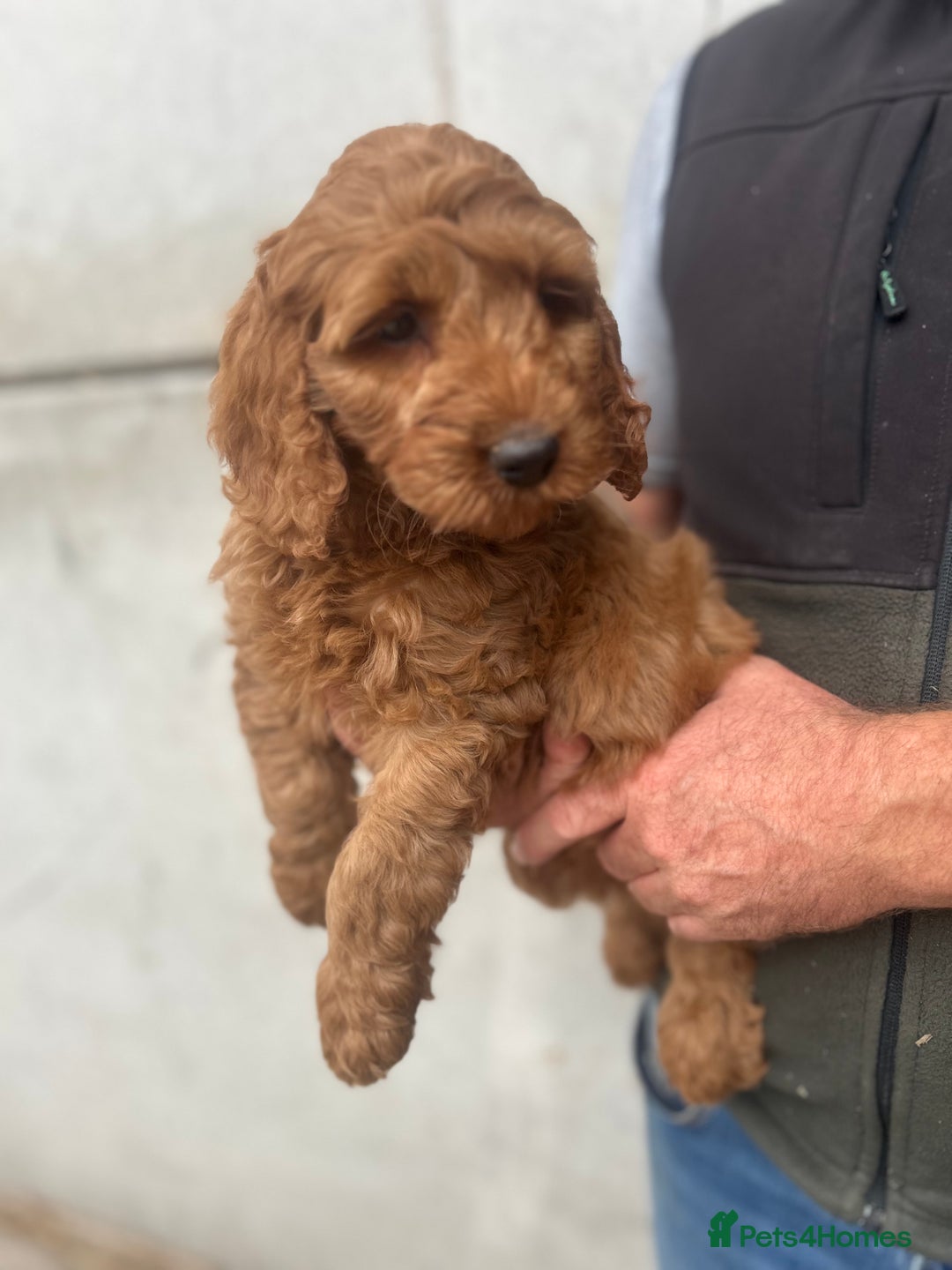 Cockapoo dogs for sale: Cockapoo Puppies - Image 6