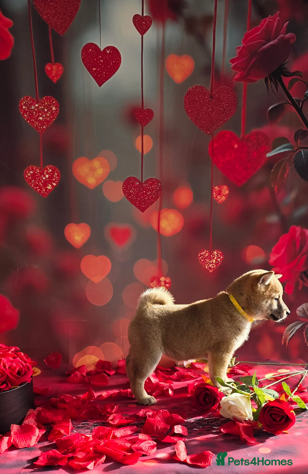 Japanese Shiba Inu dogs for sale: Outstanding Japanese Shiba Inu - Advert 26