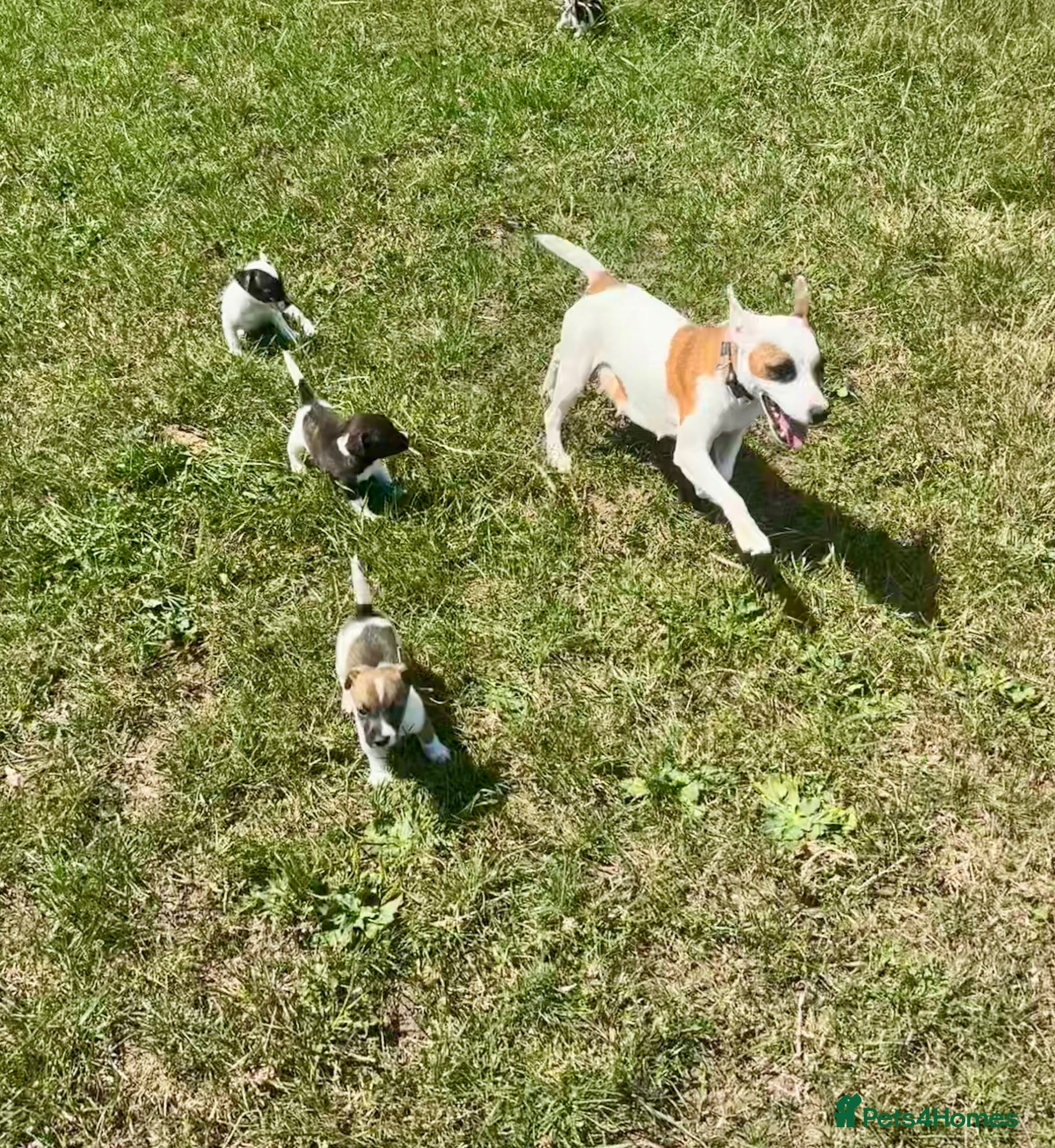 Jack Russell dogs Beautiful Jack Russell Pups Ready for Forever Home - Advert 2