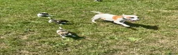 Jack Russell dogs for sale: Beautiful Jack Russell Pups Ready for Forever Home - Advert 2
