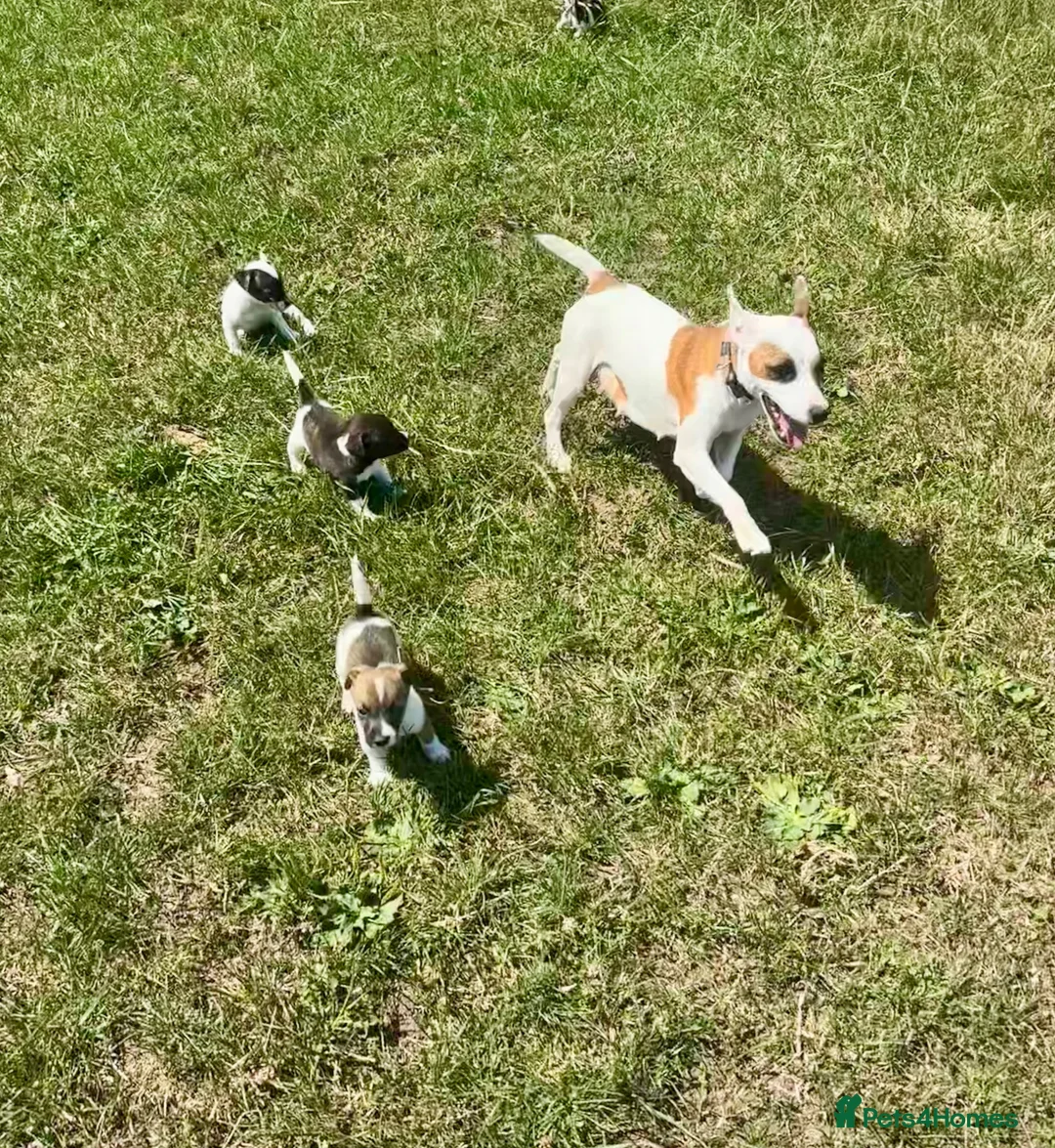 Jack Russell dogs for sale: Beautiful Jack Russell Pups Ready for Forever Home - Advert 2