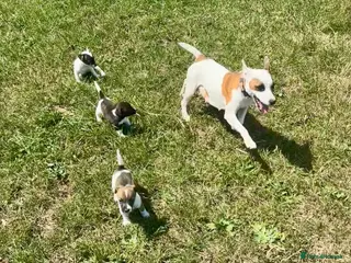 Jack Russell dogs Beautiful Jack Russell Pups Ready for Forever Home - Advert 2