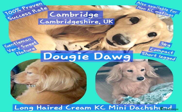 Miniature Dachshund dogs - Advert 5