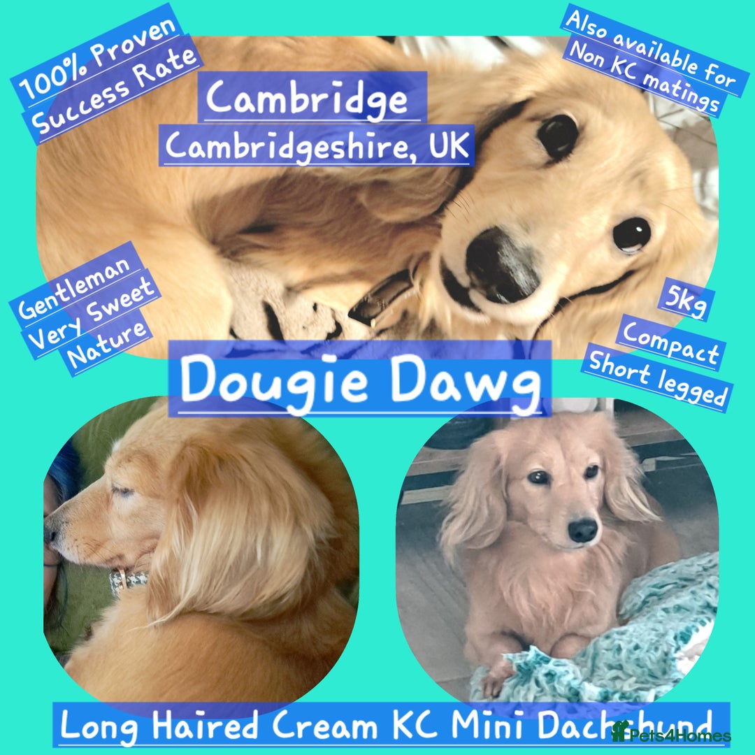 Miniature Dachshund dogs for stud: STUD 100% Long Haired Cream Miniature Dachshund - Image 1