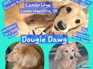 Miniature Dachshund dogs STUD 100% Long Haired Cream Miniature Dachshund - Advert 23