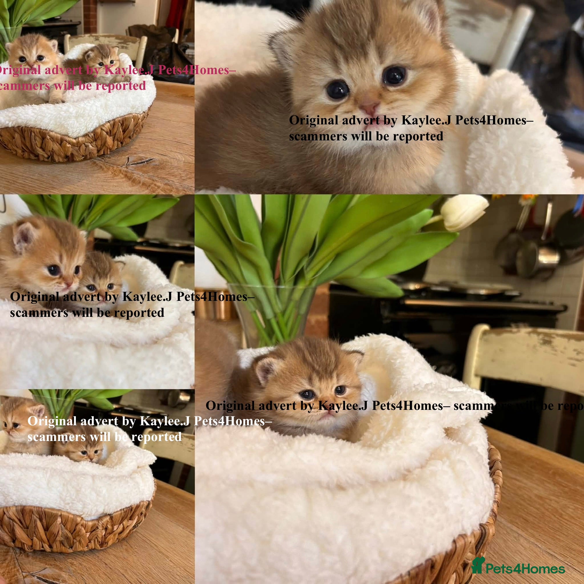 British Shorthair cats GCCF Registered British Shorthair Kittens Golden🌟 - Advert 2