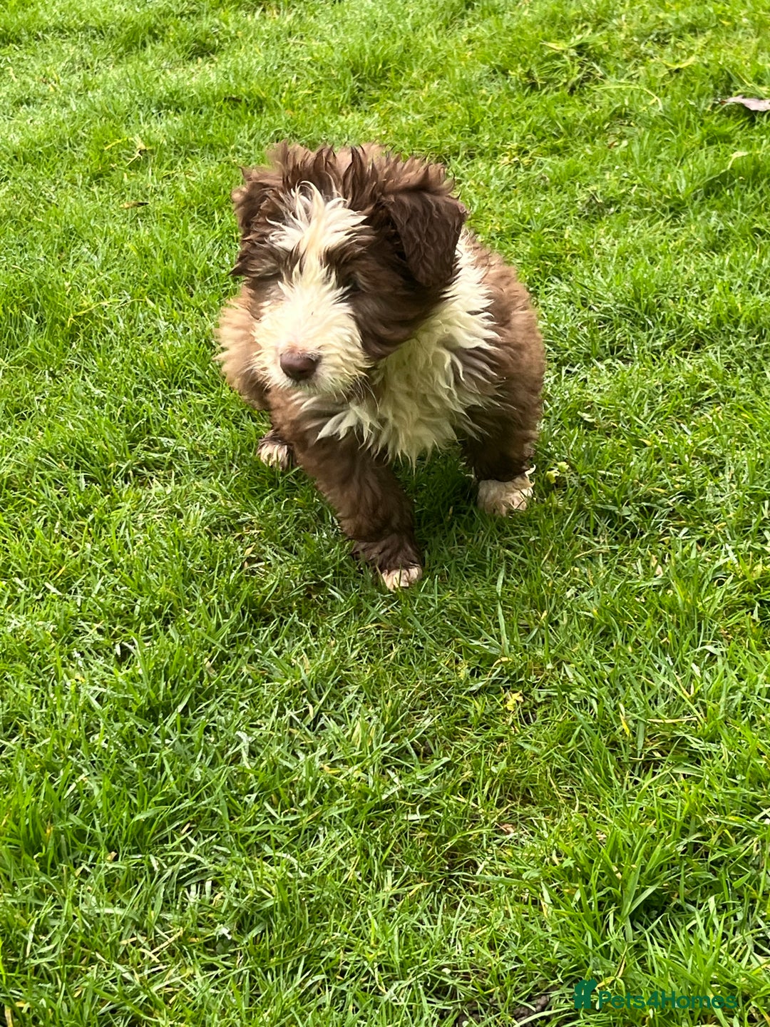 Bearded Collie dogs for sale: One Brown Beardie For Sale - Advert 6
