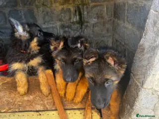 German Shepherd dogs 5 puppies Geman shepherd long hair - Advert 2