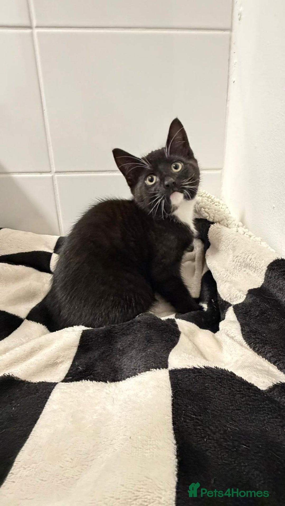 Mixed Breed cats for sale: British shorthaired x kittens  - Advert 4