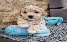 Maltipoo dogs for sale: Rare F2 Toy Maltipoos, DNA Clear + Basic Training - Image 13