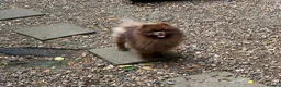 Pomeranian dogs for sale: Outstanding Russian boy  - Advert 9