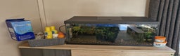 Catfish fish for sale: Complete Fish Tank Setup + Fishes - Advert 3