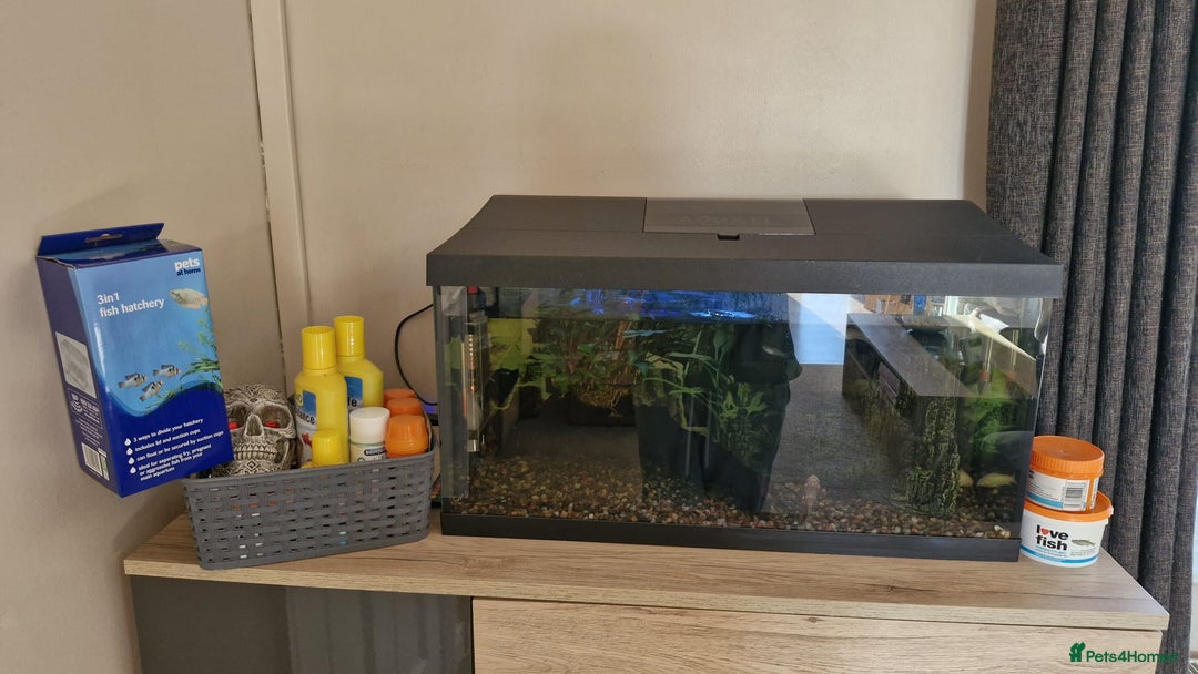 Catfish fish for sale: Complete Fish Tank Setup + Fishes - Advert 3