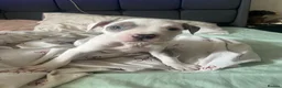 Mixed Breed dogs for sale: Staff x American bulldog puppy’s  in Kettering - Advert 3