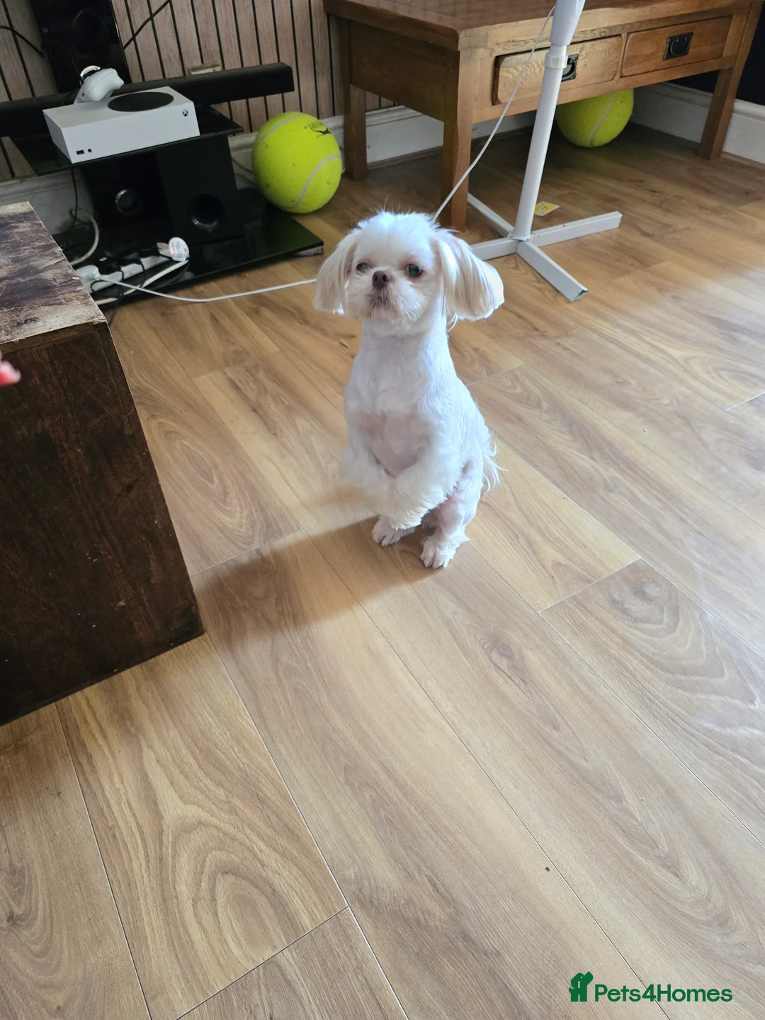 Shih Tzu dogs for sale: Stunning shih Tzu puppies  in Redditch - Advert 1