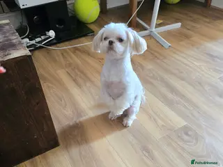 Shih Tzu dogs Stunning shih Tzu puppies in Redditch - Advert 8