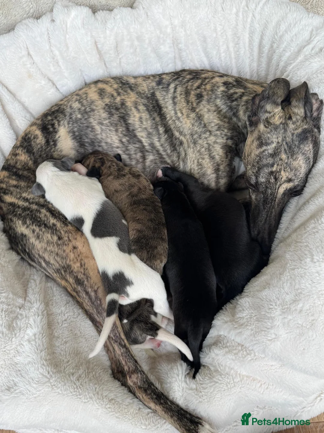 Whippet dogs for sale: 🐾 Beautiful KC Registered Whippet Puppies 🐾 in Aberdare - Advert 2